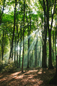 Forest, trees Forest, trees